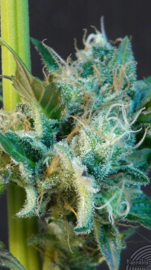 Kannabia Seeds - Gnomo Auto (auto/fem.)