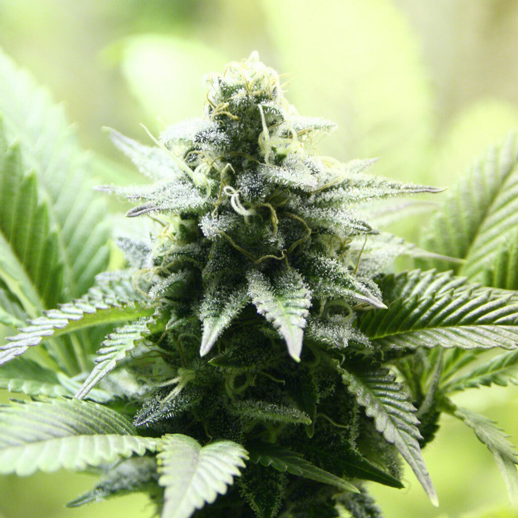 Kannabia Seeds - Indica Cream aka Karamelo (fem.) Kannabia Seeds - Indica Cream aka Karamelo (fem.)