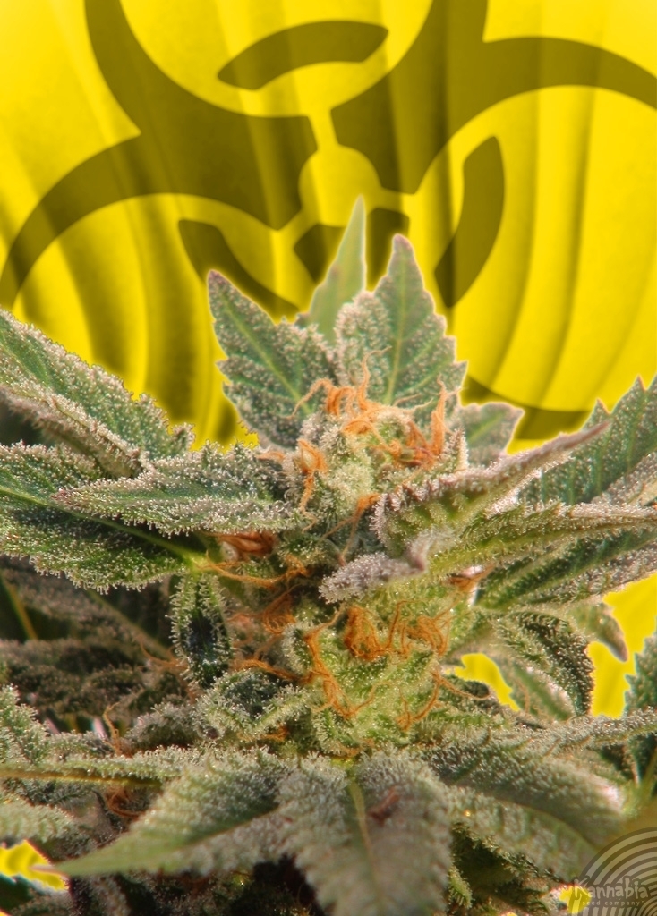 Kannabia Seeds - Kritic Auto (auto/fem.)