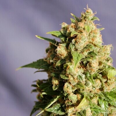 Kannabia Seeds - Kiss aka Queso (fem.) 01566