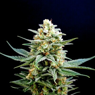 Kannabia Seeds - Kritikal-K (fem.) 05383