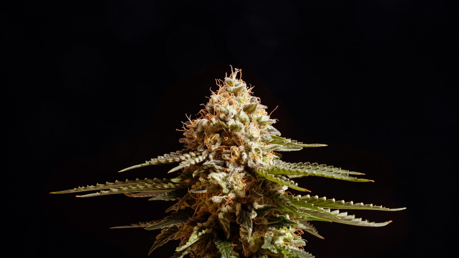 Kannabia Seeds - La Blanca (fem.)