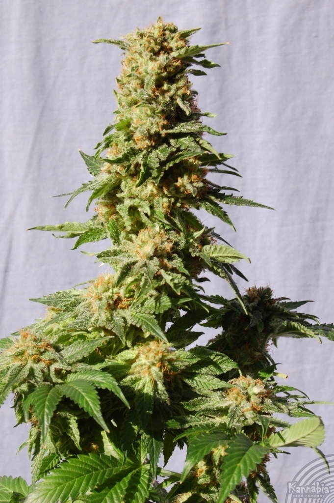 Kannabia Seeds - La Blanca (fem.)
