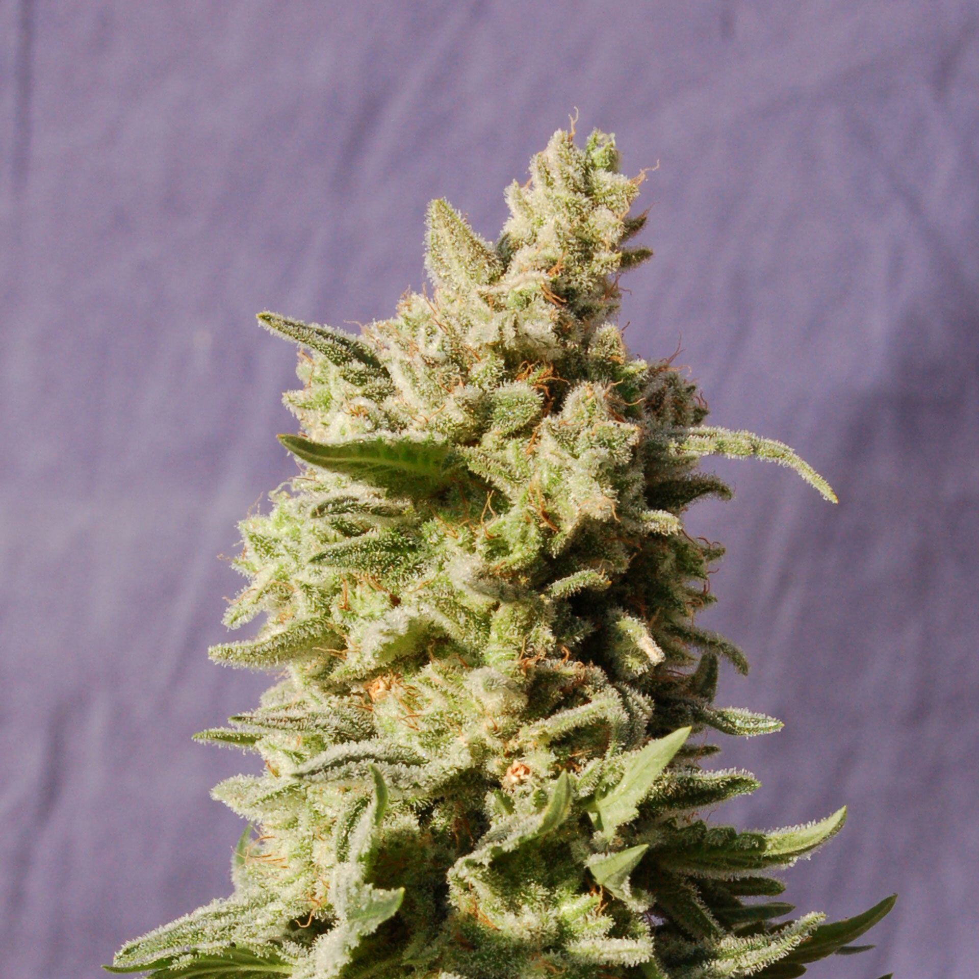Kannabia Seeds - Mataro Blue (fem.)