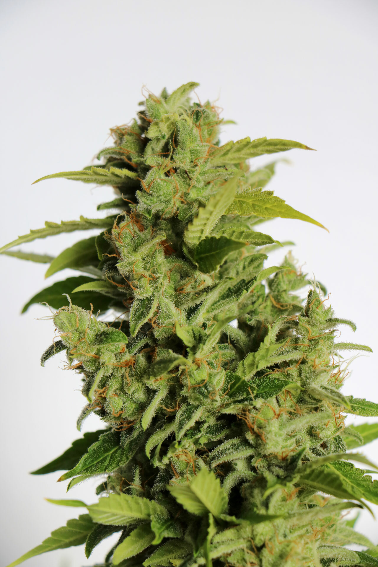 Kannabia Seeds - Mikromachine Auto (auto/fem.)