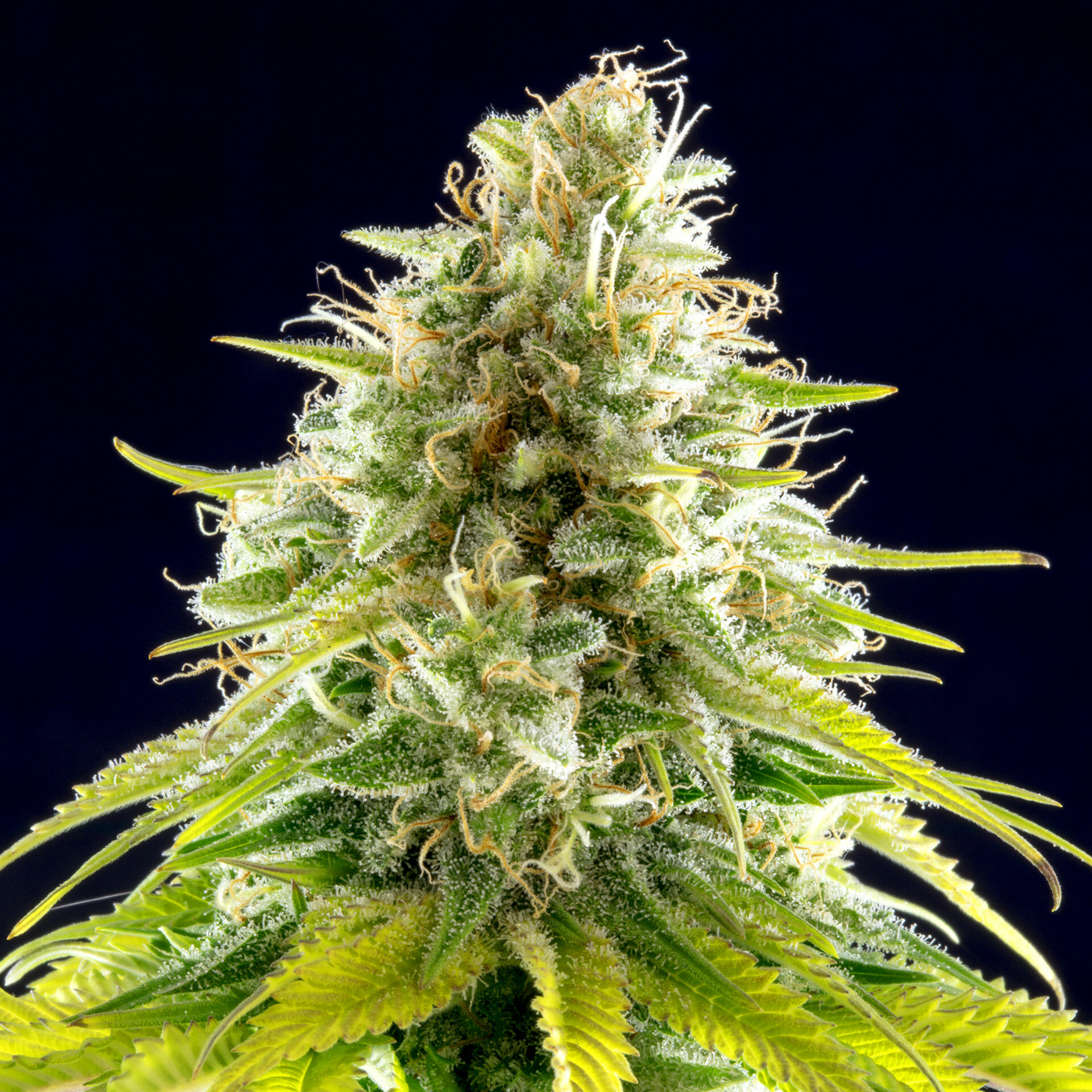 Kannabia Seeds - Mataro Blue (fem.)