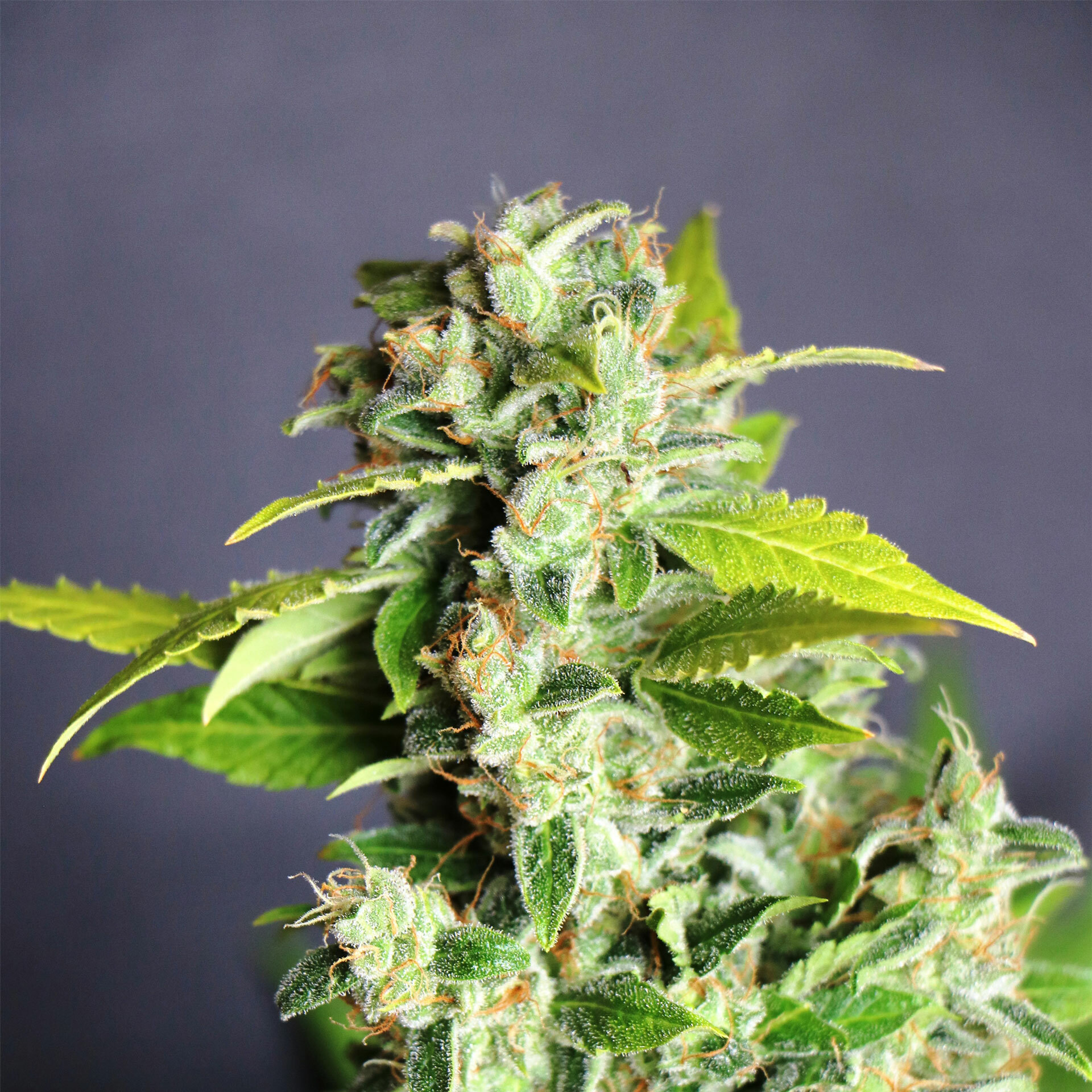 Kannabia Seeds - Mikromachine Auto (auto/fem.)