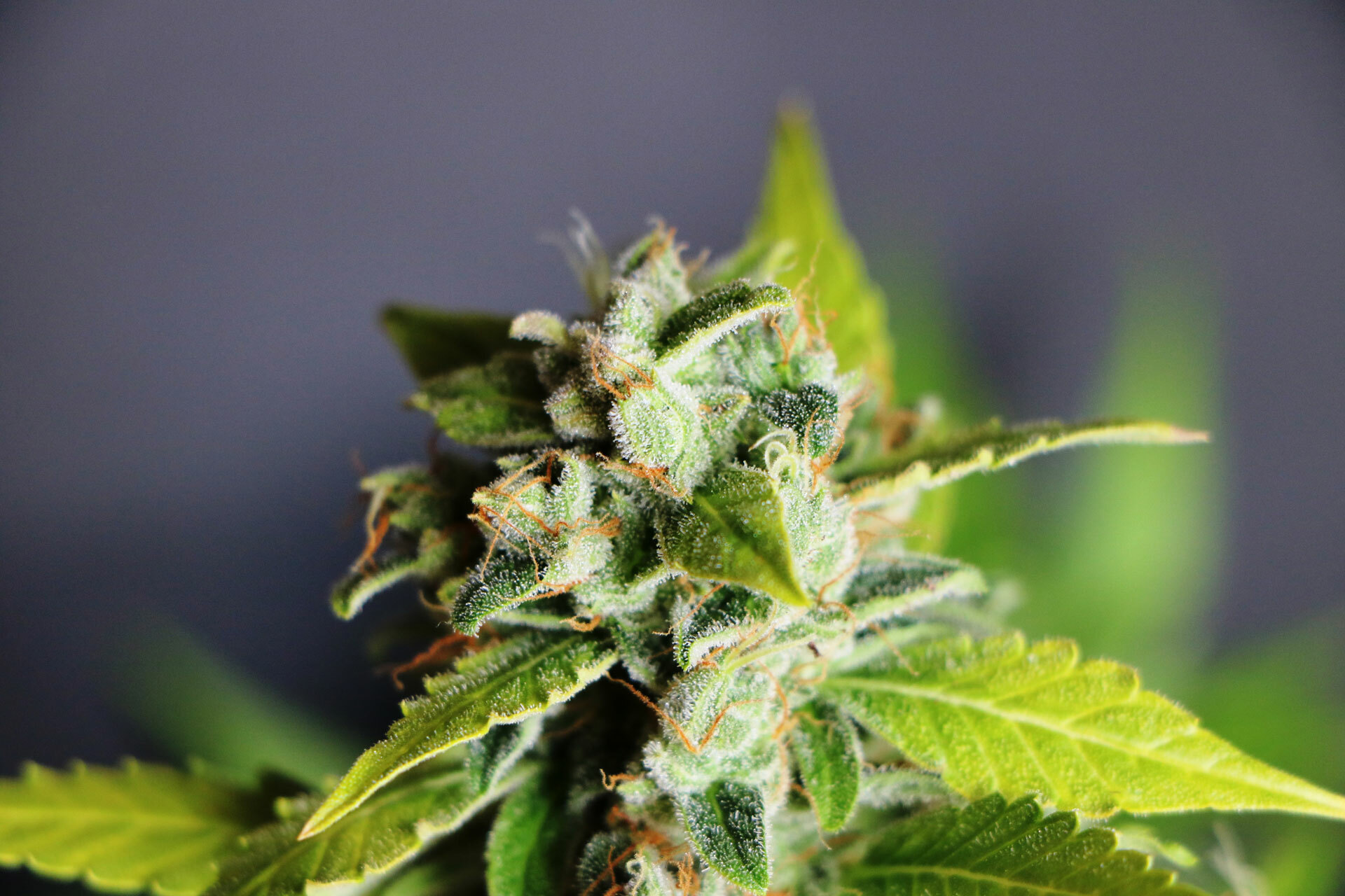 Kannabia Seeds - Mikromachine Auto (auto/fem.)