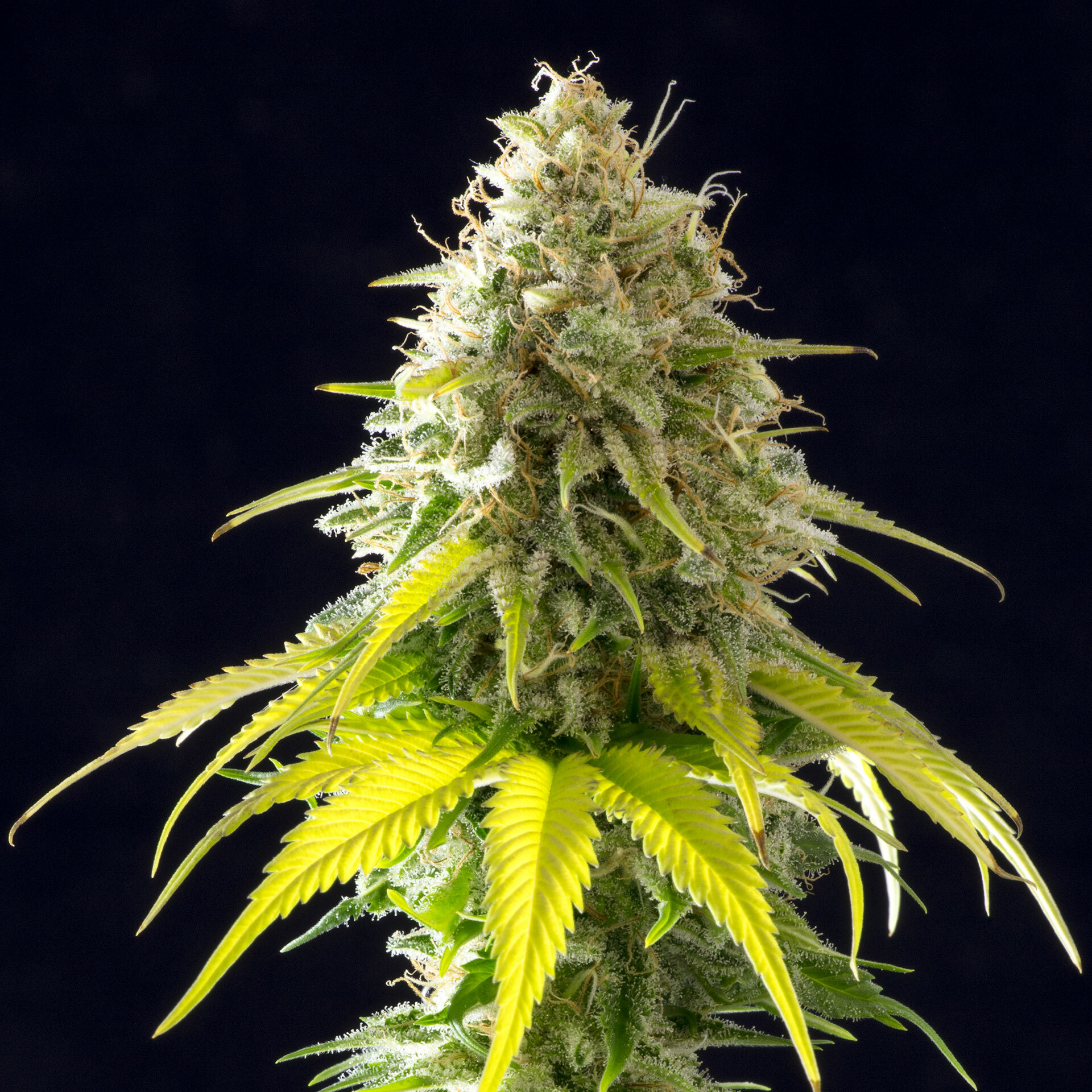 Kannabia Seeds - Mataro Blue (fem.)