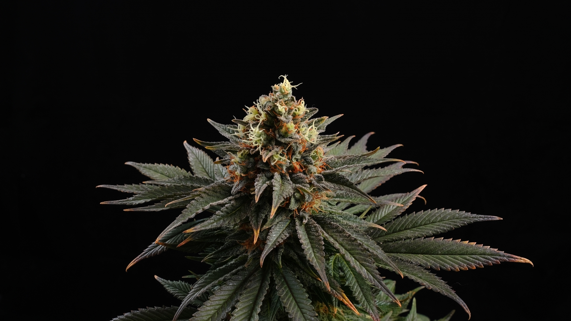 Kannabia Seeds -  Sativa Dream aka LOL (fem.)