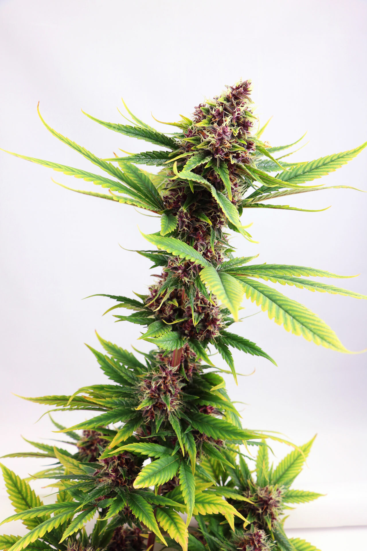 Kannabia Seeds - Purple Kush (fem.)