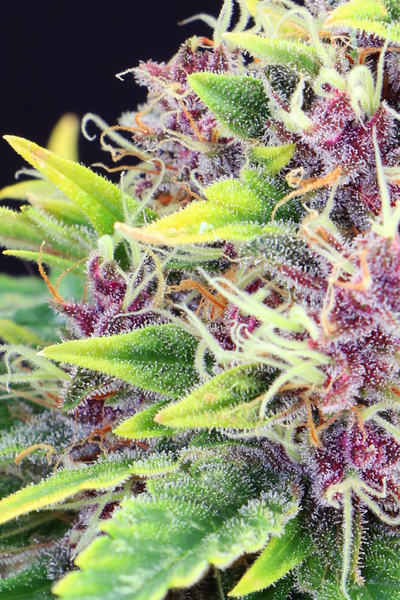 Kannabia Seeds - Purple Kush (fem.)