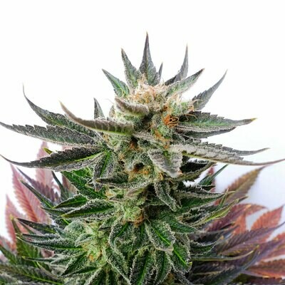 Kannabia Seeds -  Sativa Dream aka LOL (fem.) 05653