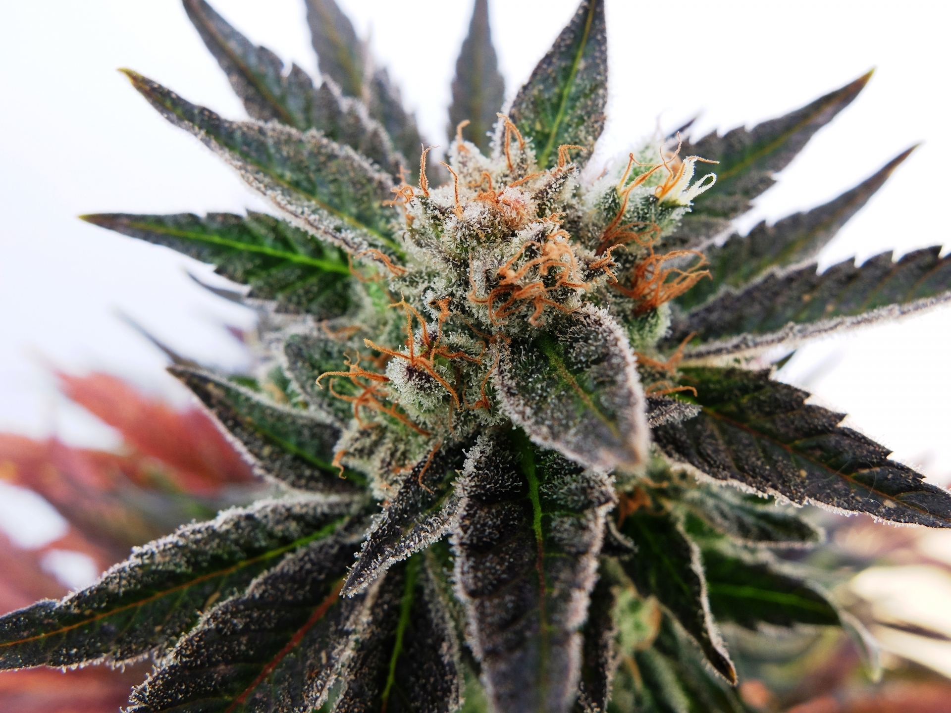 Kannabia Seeds -  Sativa Dream aka LOL (fem.)