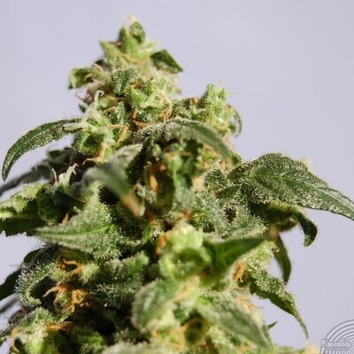 Kannabia Seeds - Skunk+ aka Power Skunk (fem.) 01565