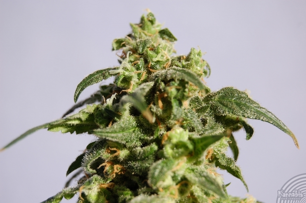 Kannabia Seeds - Skunk+ aka Power Skunk (fem.)