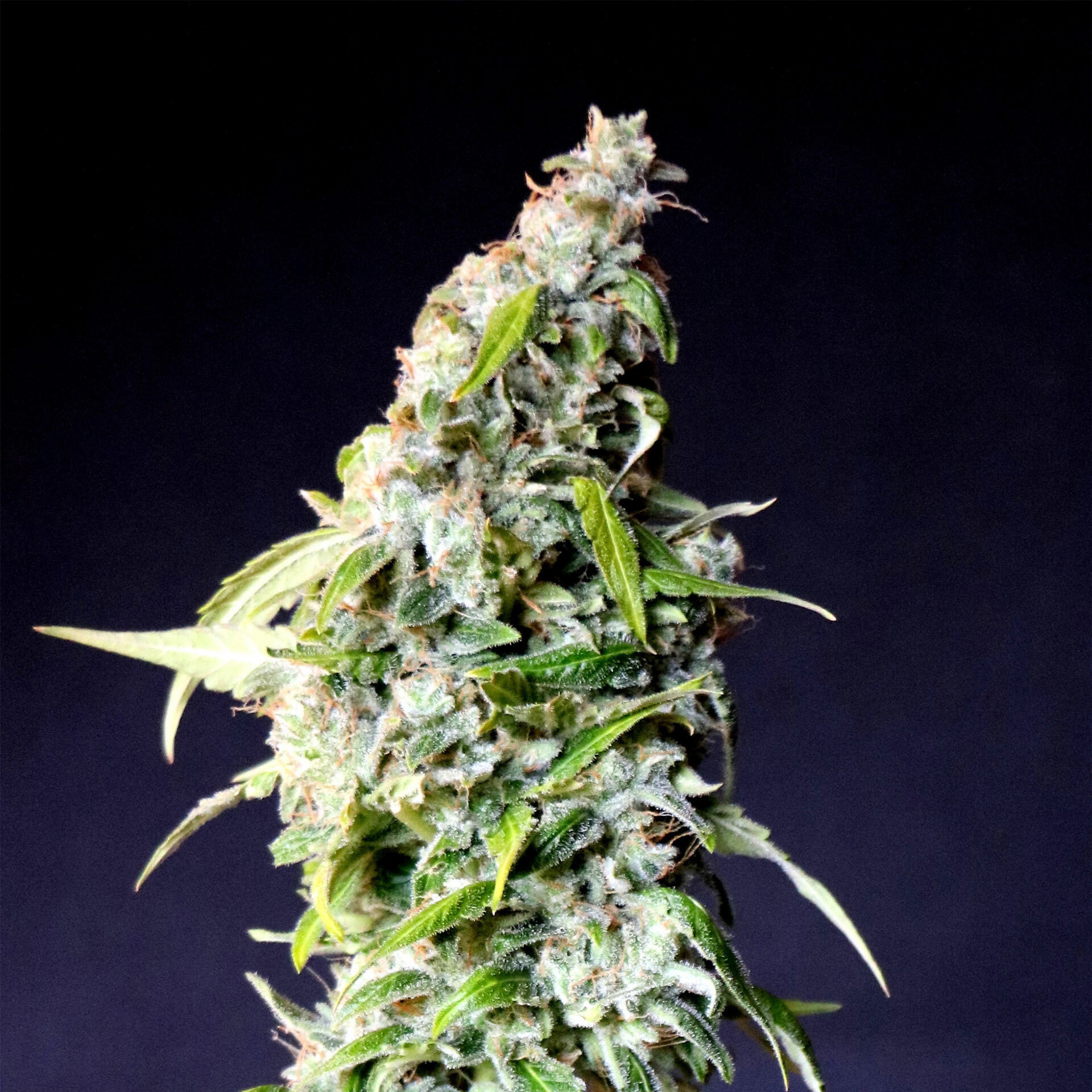 Kannabia Seeds - Speedy Boom Auto aka Speedy Gonzales (auto/fem.)
