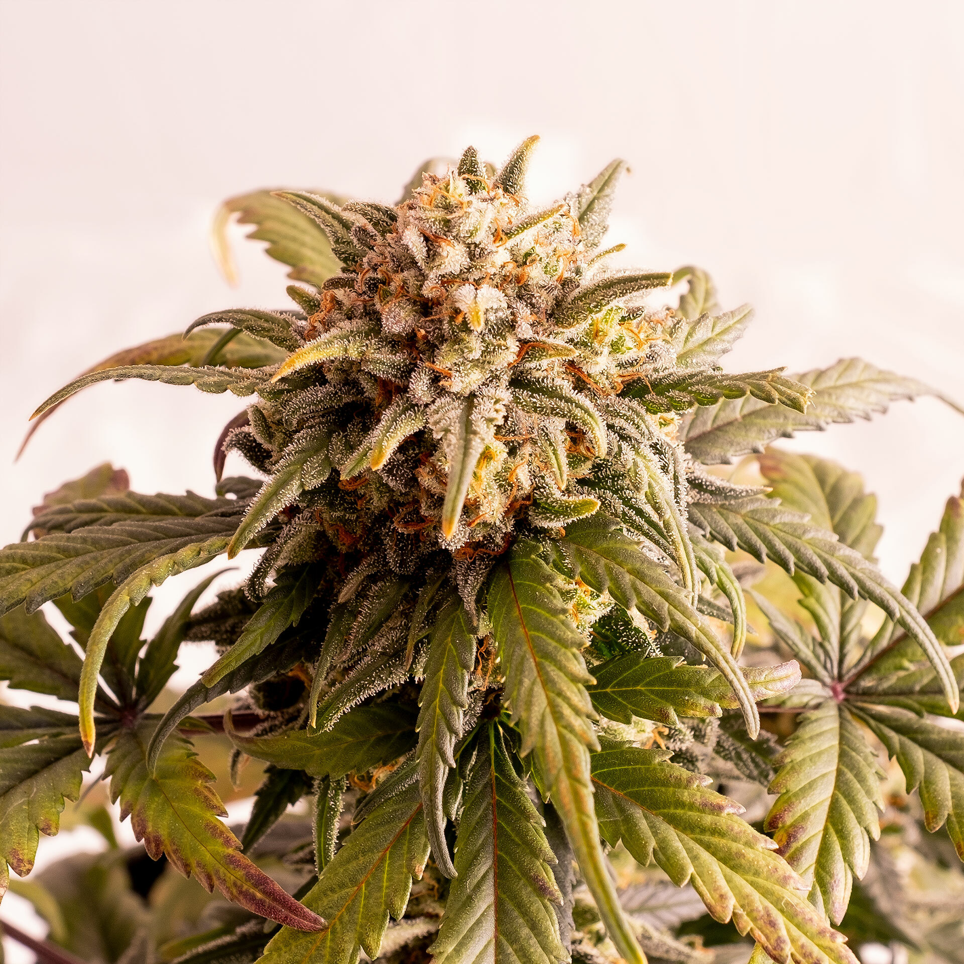 Kannabia Seeds - Speedy Boom Auto aka Speedy Gonzales (auto/fem.)