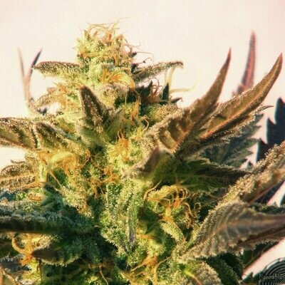 Kannabia Seeds - Speedy Boom Auto aka Speedy Gonzales (auto/fem.) 01582
