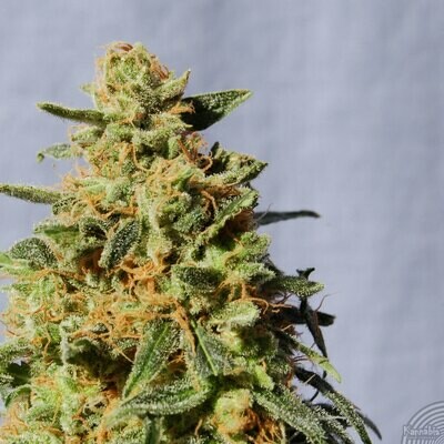Kannabia Seeds - White Domina (fem.) 01569