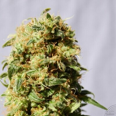 Kannabia Seeds - Kaboom aka La Reina De Africa (fem.) 01561