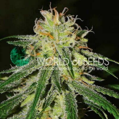 World Of Seeds - Amnesia Early Harvest (fem.) 07407