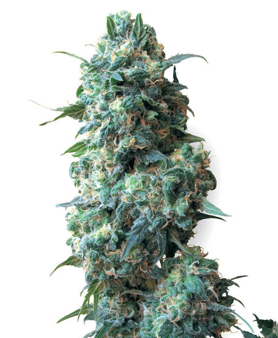 White Label Seeds - Afghan Kush (reg.)