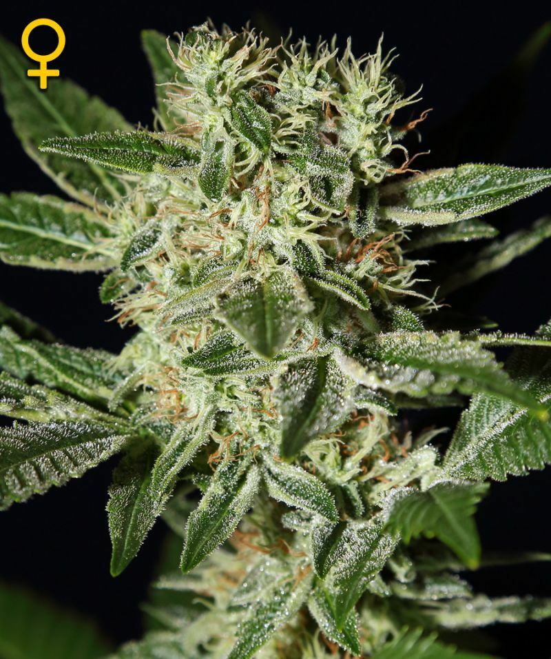 Green House Seeds - Ladyburn 1974 (fem.)