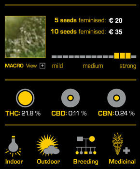 Green House Seeds - Ladyburn 1974 (fem.)