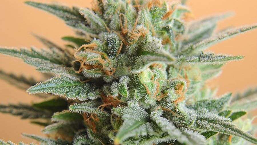 Nirvana Seeds - Papaya (reg.)