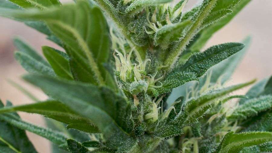 Nirvana Seeds - Papaya (reg.)