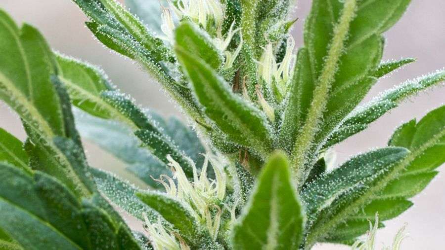 Nirvana Seeds - Papaya (reg.)