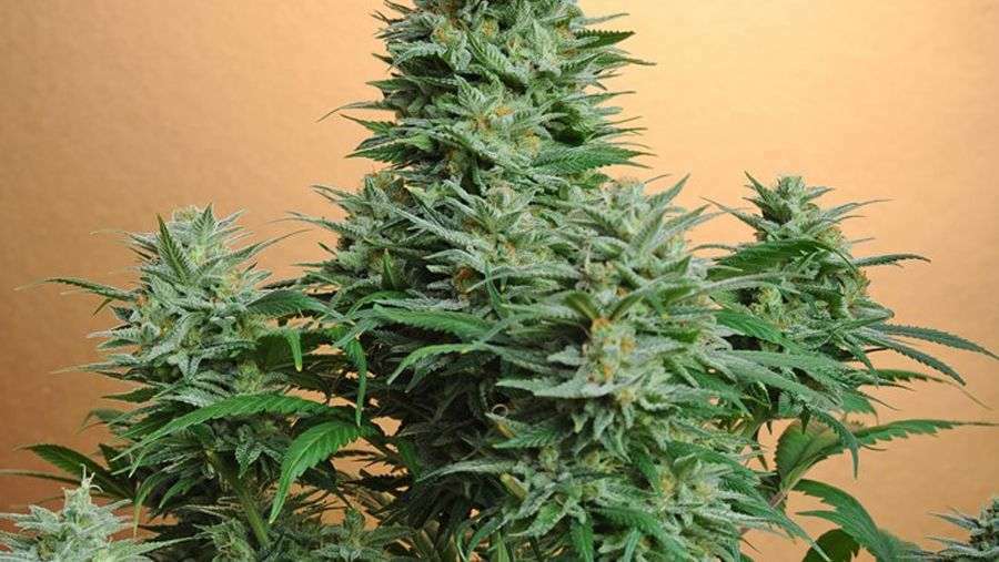 Nirvana Seeds - Papaya (reg.)