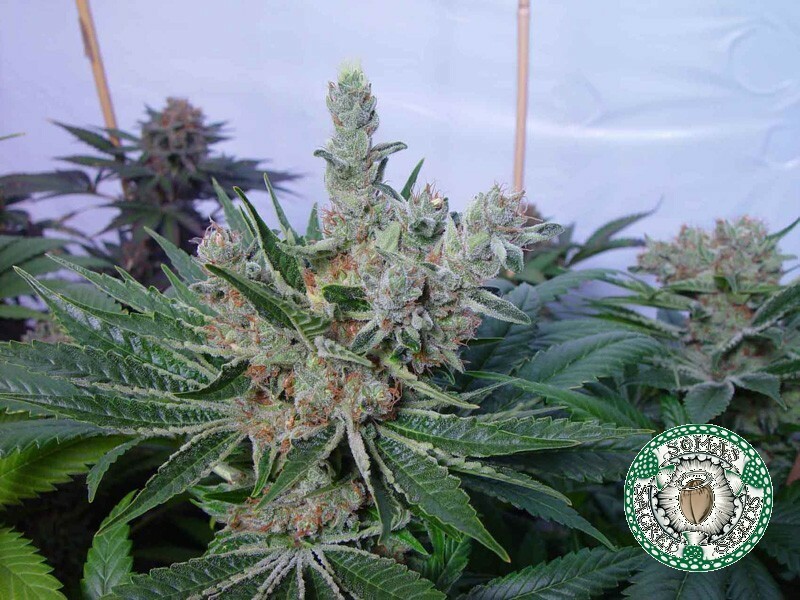 Soma Seeds - White Willow