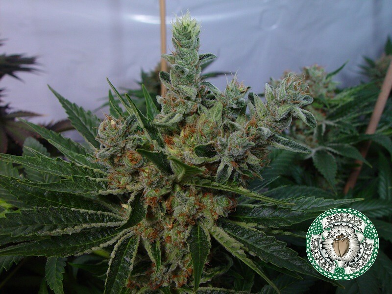 Soma Seeds - White Willow