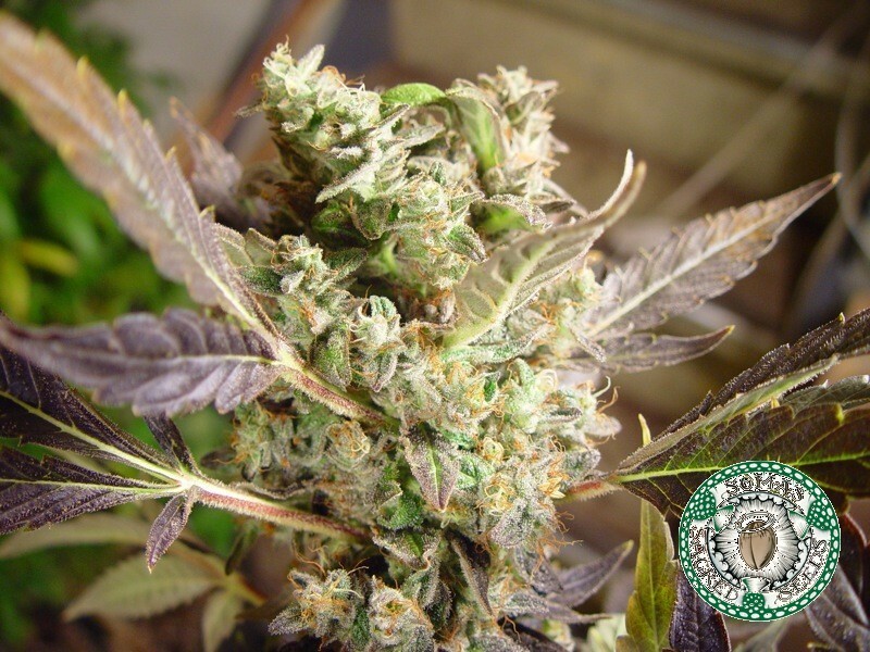 Soma Seeds - Somango (fem.)