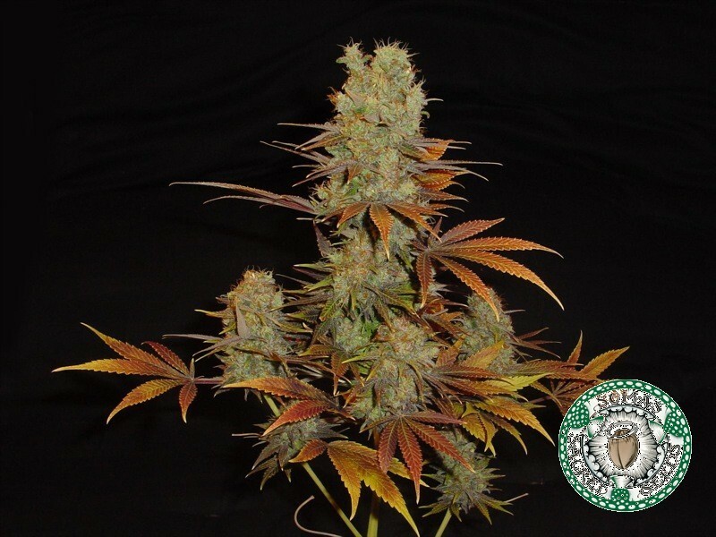 Soma Seeds - Somango (fem.)