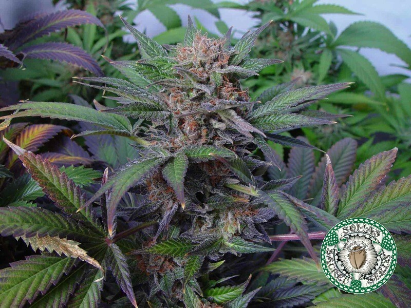 Soma Seeds - Somango (fem.)