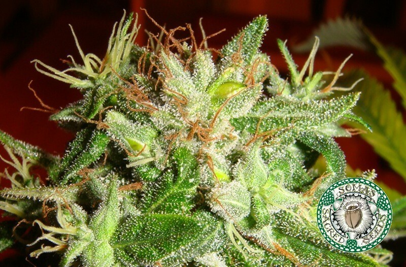 Soma Seeds - Kushadelic (reg.)