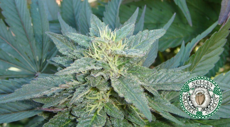 Soma Seeds - Kushadelic (reg.)