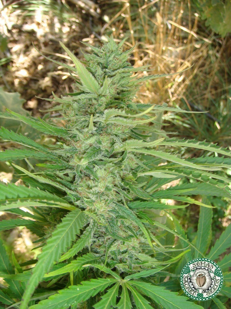 Soma Seeds - Kushadelic (reg.)
