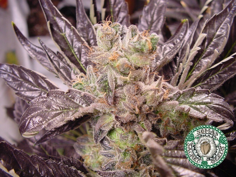 Soma Seeds - Lavender (fem.) 🏆
