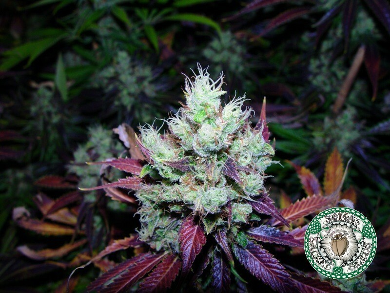Soma Seeds - NYC Diesel (fem.) 🏆