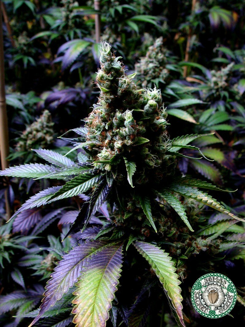 Soma Seeds - NYC Diesel (fem.) 🏆