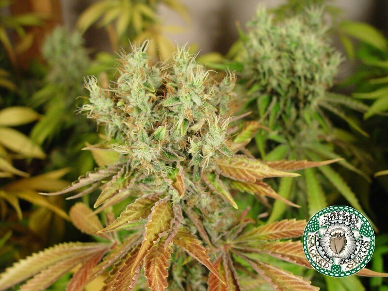 Soma Seeds - NYC Diesel (fem.) 🏆
