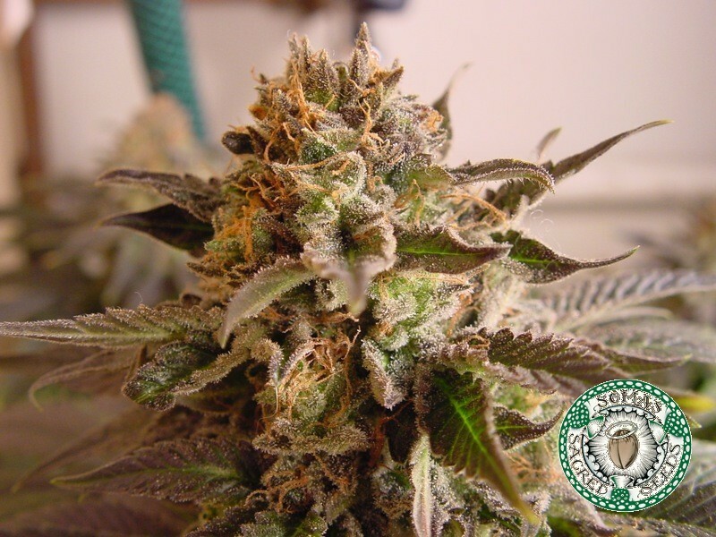 Soma Seeds - Rockbud