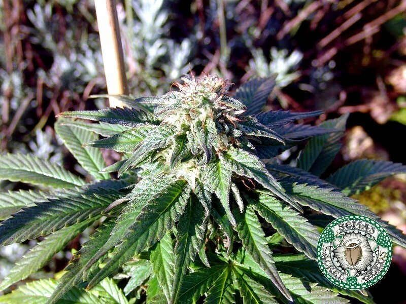 Soma Seeds - Rockbud