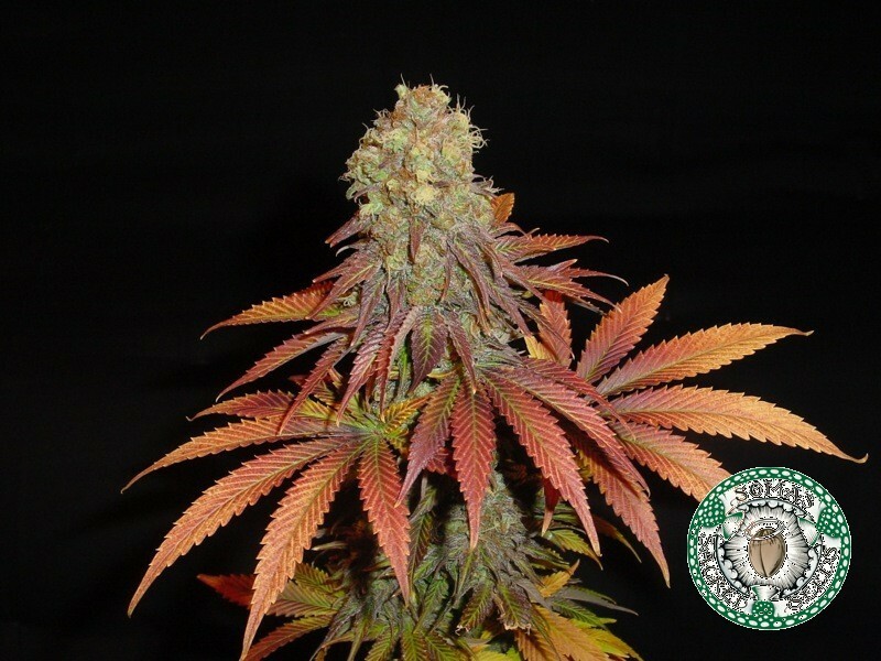 Soma Seeds - Rockbud