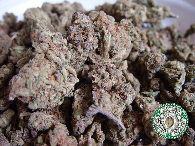 Soma Seeds - Amnesia Haze (reg.)