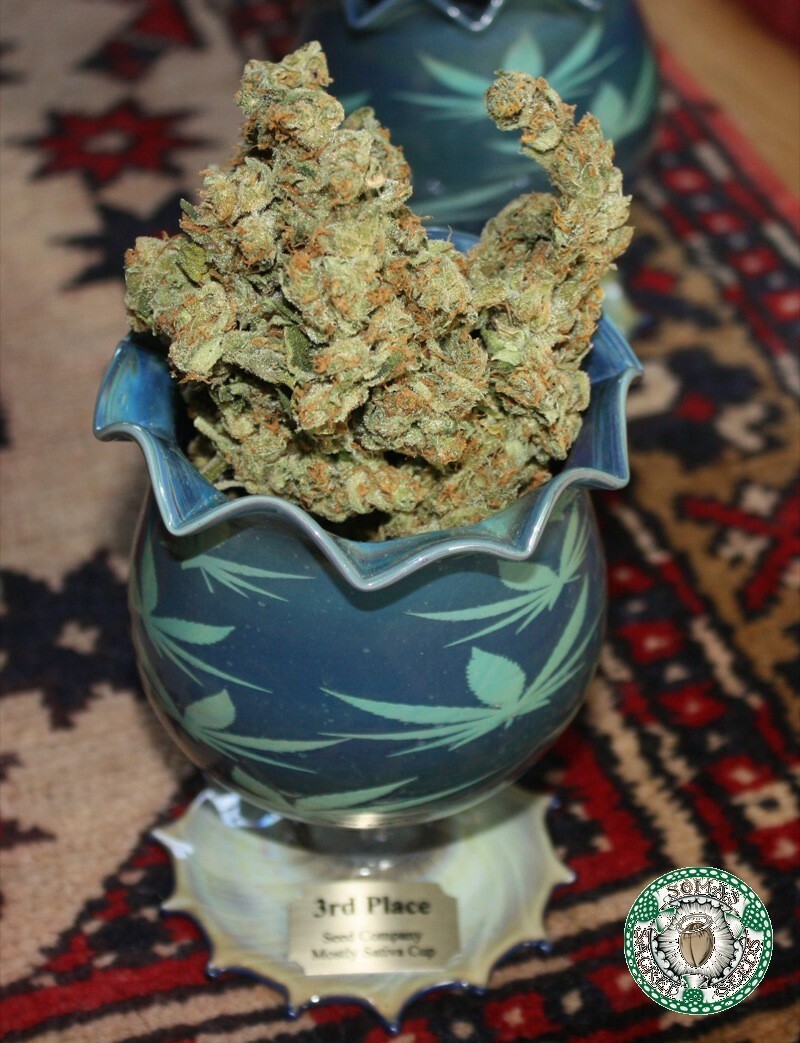 Soma Seeds - Amnesia Haze (reg.)